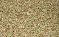 Buckwheat